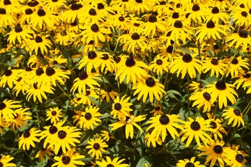 Rudbeckia is a flower of Asteraceae that produces bright yellow flowers in the summer and is also called Black-eyed Susan.
