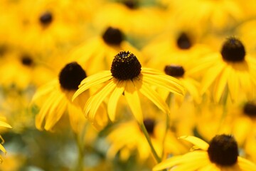 Rudbeckia is a flower of Asteraceae that produces bright yellow flowers in the summer and is also called Black-eyed Susan.