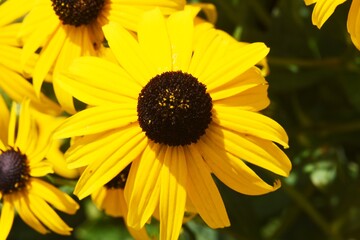 Rudbeckia is a flower of Asteraceae that produces bright yellow flowers in the summer and is also called Black-eyed Susan.