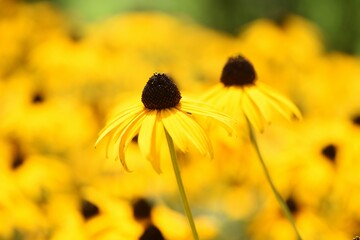 Rudbeckia is a flower of Asteraceae that produces bright yellow flowers in the summer and is also called Black-eyed Susan.