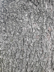 Texture - Tree Trunk Bark (Portrait mode)