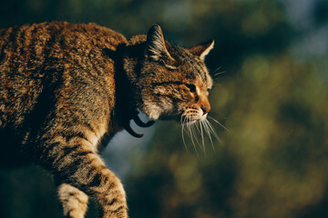 Cat with green background