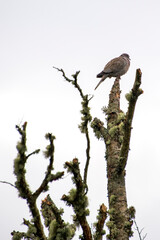Eurasian Collared Dove photographed in Scotland, Europe. Registration made in 2019.