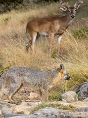 Gray Fox and  White-tailed Deer