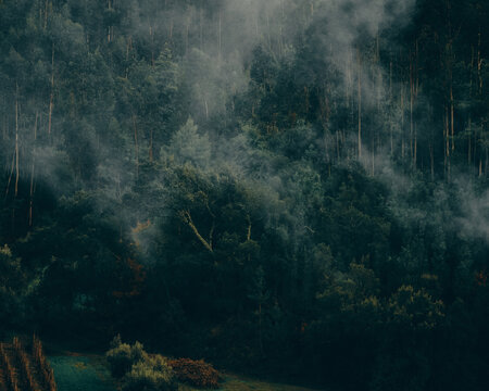 smoke blowing through thick trees