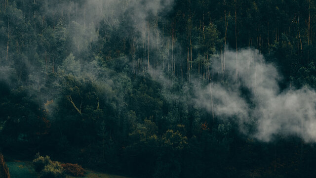 smoke blowing through thick trees