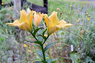 Obraz premium Yellow Lilies 02