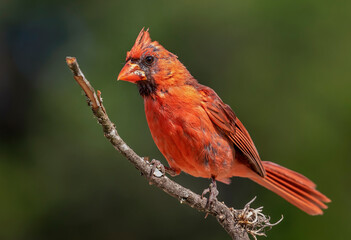 Molting male Northern Cardinal