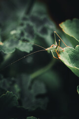 Grasshopper Macro Close Up On Leaf