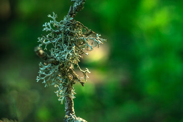 A thin dry branch of a tree covered with moss in a swamp