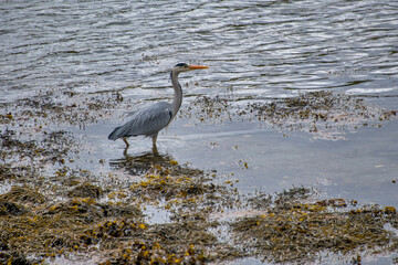  Gray Heron photographed in Scotland, Europe. Registration made in 2019.