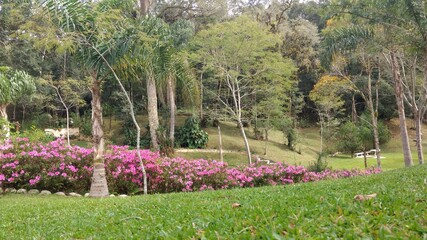 Obraz premium pink flowers in the garden