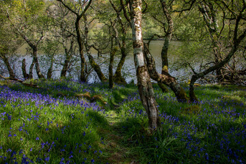 Forest Landscape photographed in Scotland, Europe. Registration made in 2019.