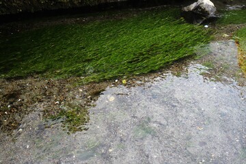 地蔵川の梅花藻