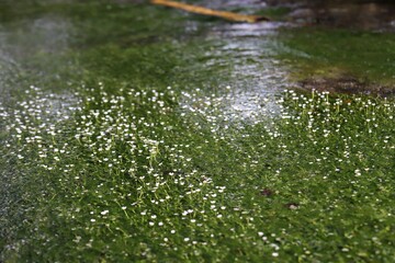 地蔵川の梅花藻