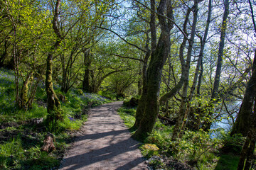 Fototapeta na wymiar Forest Landscape photographed in Scotland, Europe. Registration made in 2019.