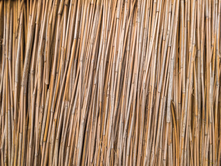 Dry cane stalks closely spaced. Background from yellowed reeds.