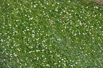 地蔵川の梅花藻