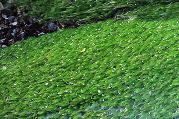 地蔵川の梅花藻