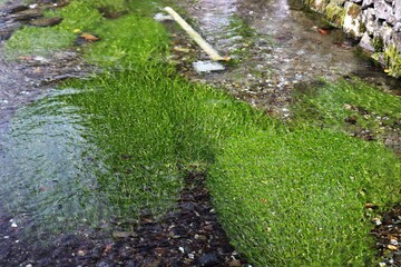 地蔵川の梅花藻