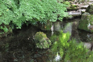地蔵川の梅花藻