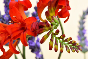 Red Crocosmia Frond 04