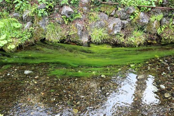 地蔵川の梅花藻