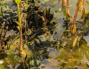 Frösche in Sumpf 