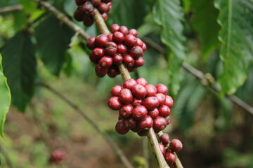 close up of coffee beans ready to be harvested. Local coffee plantations in the Mount Bromo area
