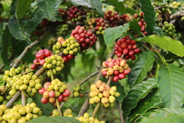 close up of green coffee beans. Local coffee plantations in the Mount Bromo area