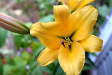 Yellow Lily Face 04