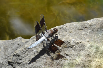 Dragonfly Blue 07