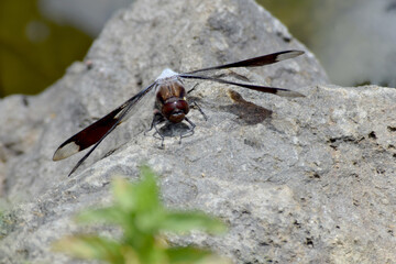 Dragonfly Blue 08
