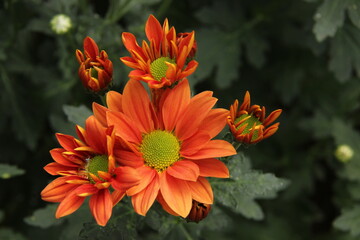 Chrysanthemum flowers are blooming and fragrant ready to be harvested. flower plantations in a cool mountainous region. flower harvest season