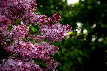 Beautiful purple lilac flowers