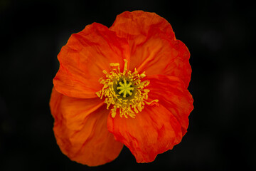 Orange poppy flower on a black background