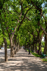 Tree lined walkway along the waterfront in Saskatoon, Saskatchewan