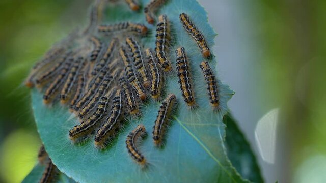 ドクガの幼虫・毛虫です。毛が皮膚に付着すると激痛がはしります