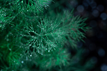 Fototapeta premium Raindrops on a dill plant