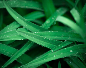 Raindrops on long grass