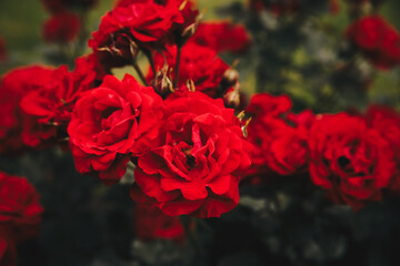 bouquet of red roses
