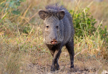 Javelina in the Texas Hill Country