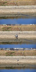 水面ギリギリを飛んできて、整備された水辺に着地するアオサギの３場面