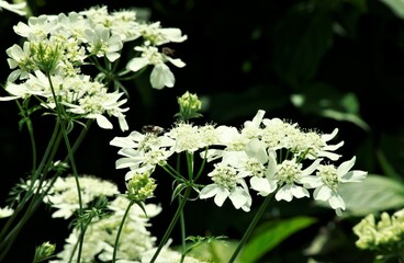 アリウムコワ二—の花