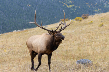 Elk Herd on a Beautiful Rocky Mountain Evening