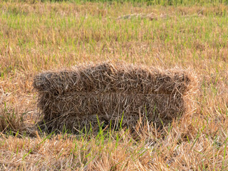 Fototapeta premium hay bale in the field