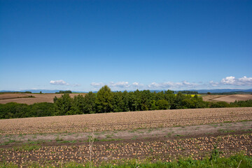 Fototapeta na wymiar 収穫前のタマネギ畑 