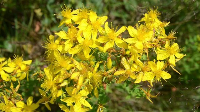 St. John´s Wort in blossom. Blooming yellow flowers on mountain at summer. Bunch of Hypericum perforatum on the meadow. Close up of perforate St John's-of on the field in nature. 
