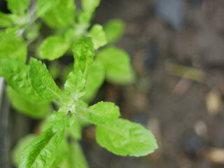 Fresh basil plants with fly in garden. local thai herbal medical.