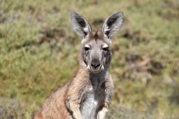 Naklejka na ściany i meble Cute red kangaroo in the wild